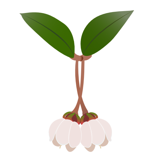 tautau